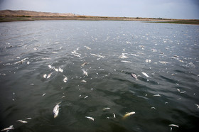 مرگ 2 میلیون ماهی در سد فشافویه